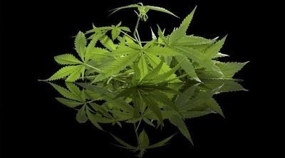 El cannabis llega a la cosmética de los hombres